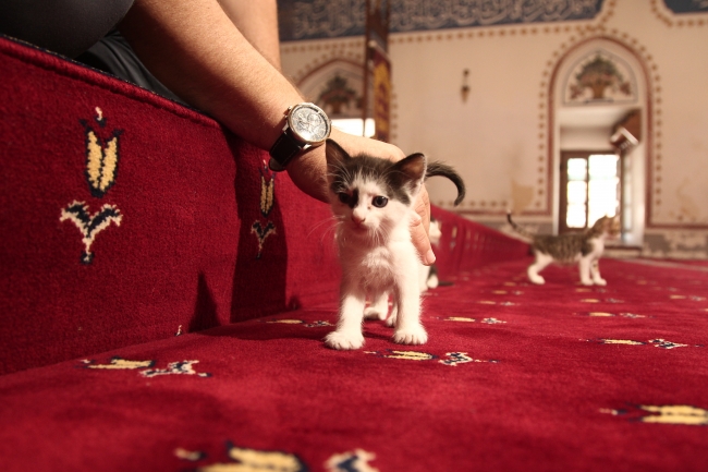 Hızırbey Camii'nin sevimli misafirleri